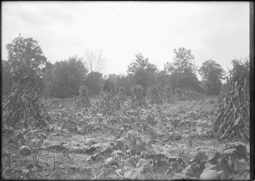 Cornstalks and pumpkin patch, Dearborn, Michigan, 1906